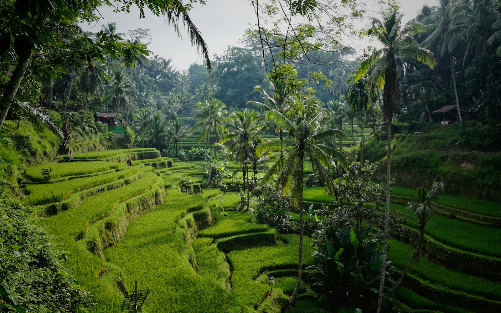 Terraced green rice paddies in the hills near Ubud, Bali, Indonesia