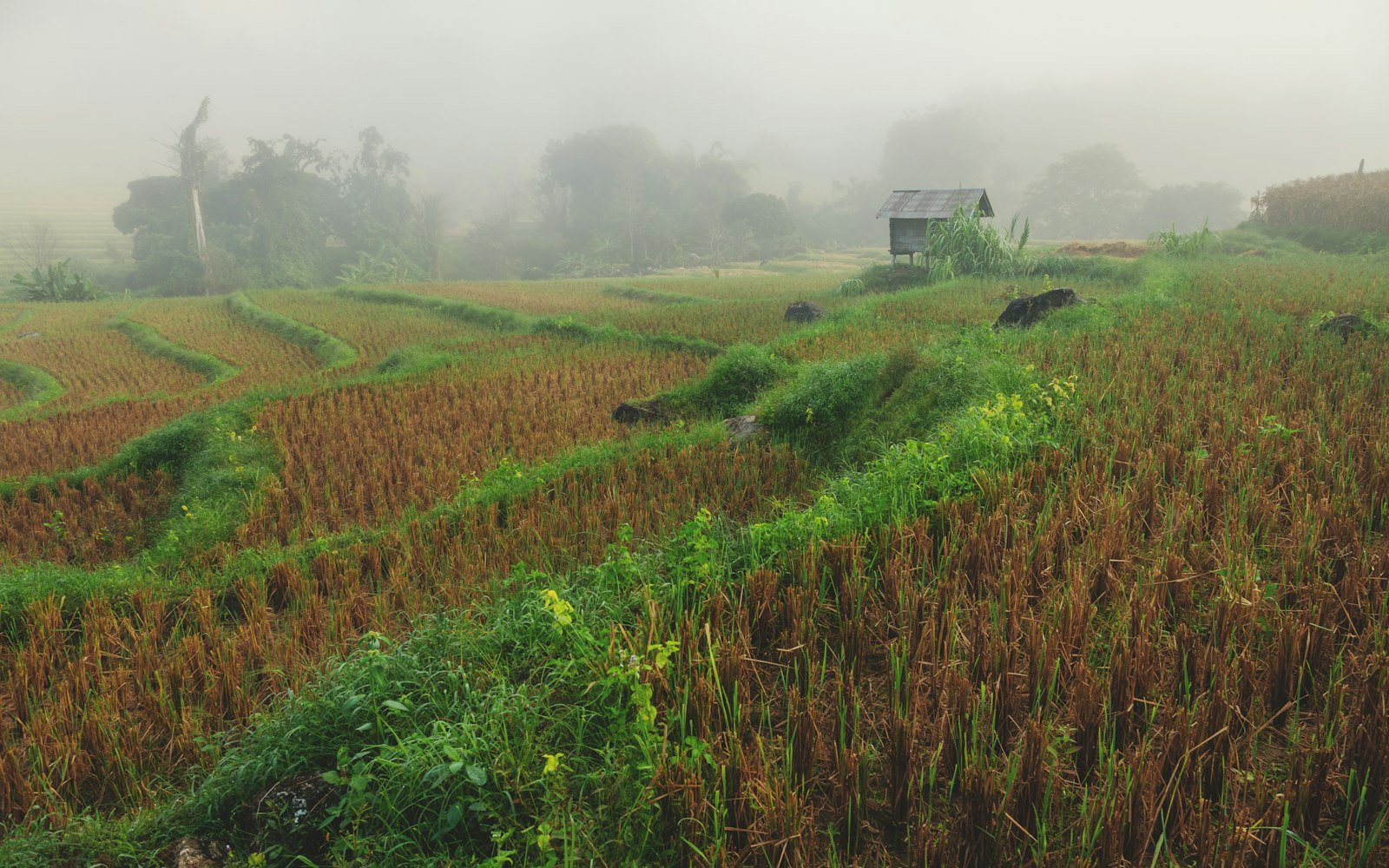 Misty terraced rice fields at dawn in Southeast Asia
